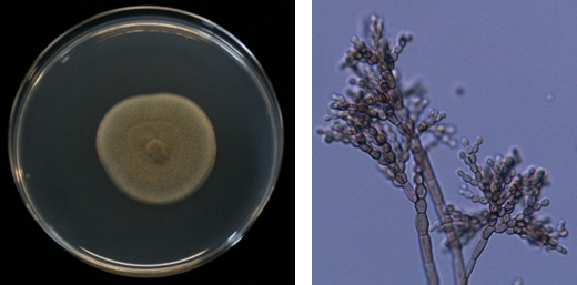 １ カビの基礎知識 その カビってなんだろう ビルトイン空気清浄機はトルネックス