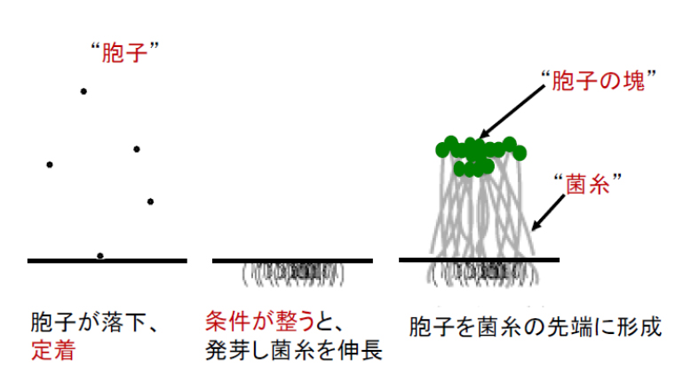 yaguchi_1-1