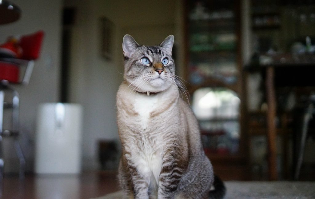ペット(猫)と空気清浄機