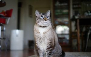 ペット（猫）と空気清浄機