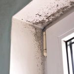 カビが生えた家