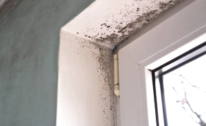 カビが生えた家